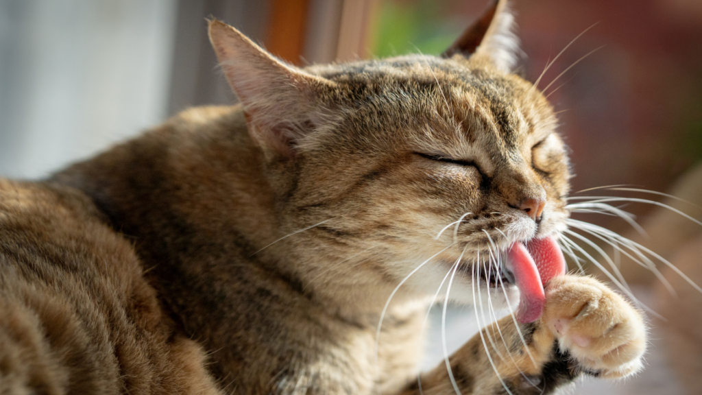 グルーミングしている猫