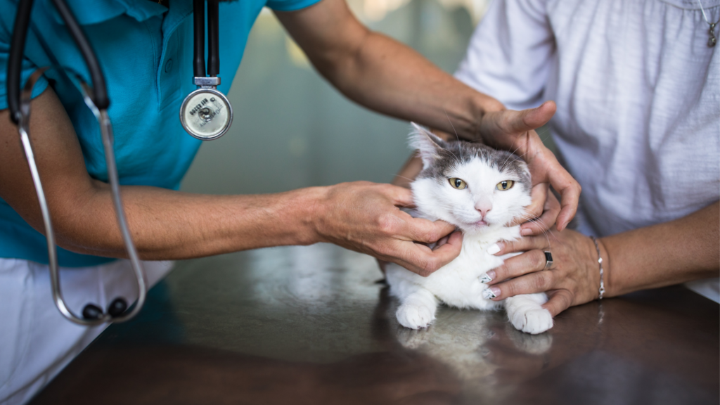 治療を受ける猫