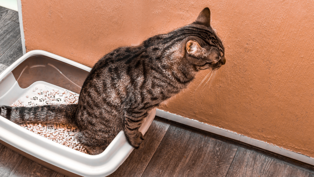 排泄中の猫