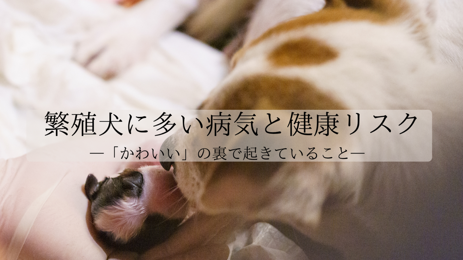 繁殖犬に多い病気・健康リスク—「かわいい」の裏で起きていること—