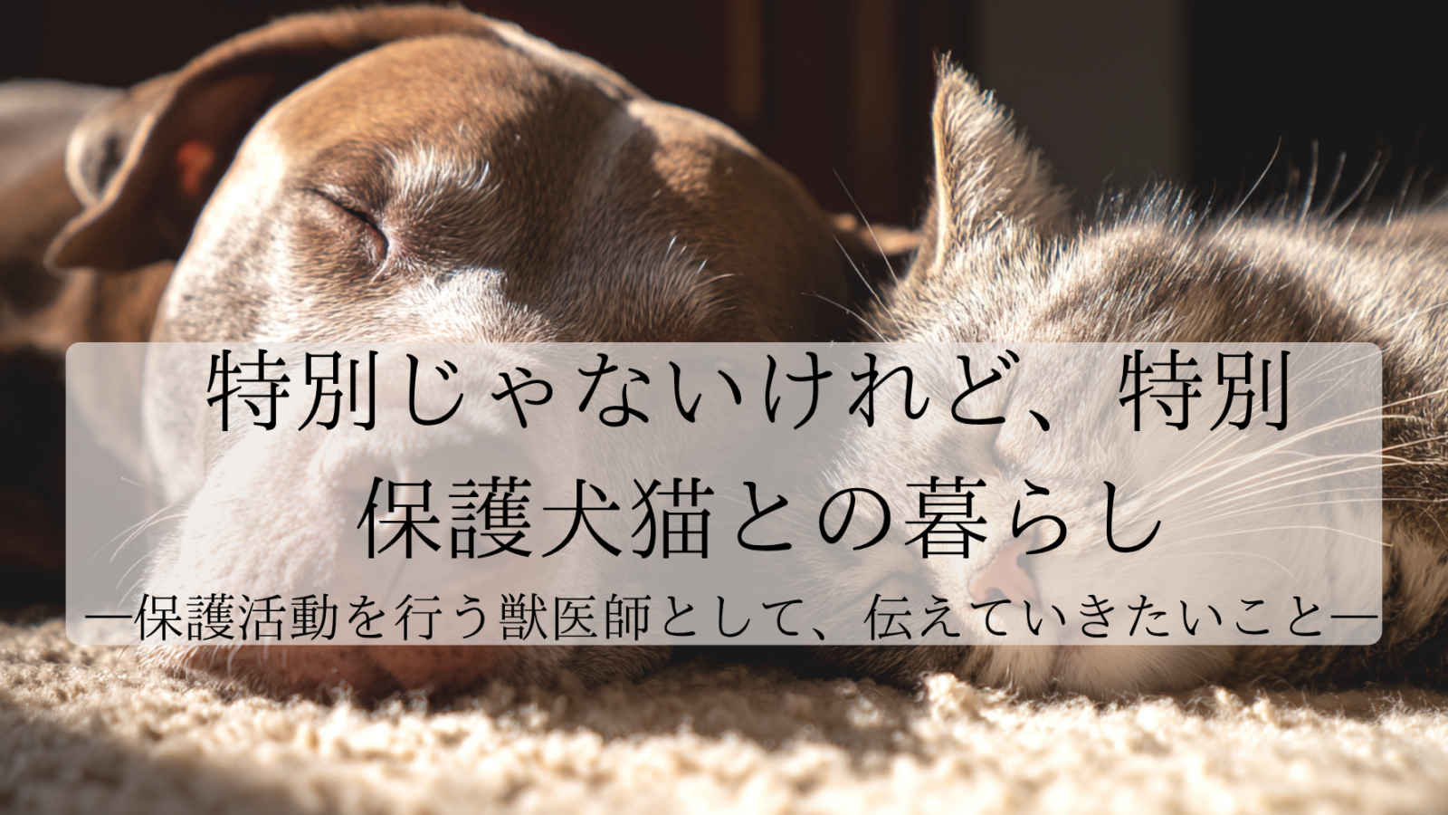特別じゃないけれど、特別な保護犬猫との暮らし —保護活動を行う獣医師として、伝えていきたいこと—