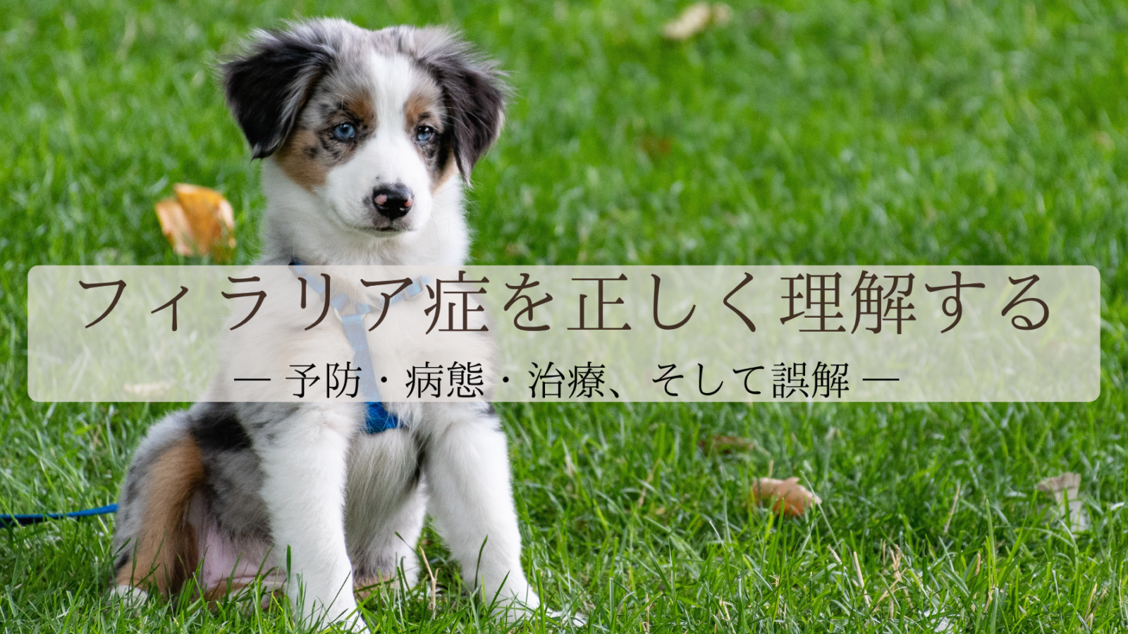 フィラリア症を正しく理解する