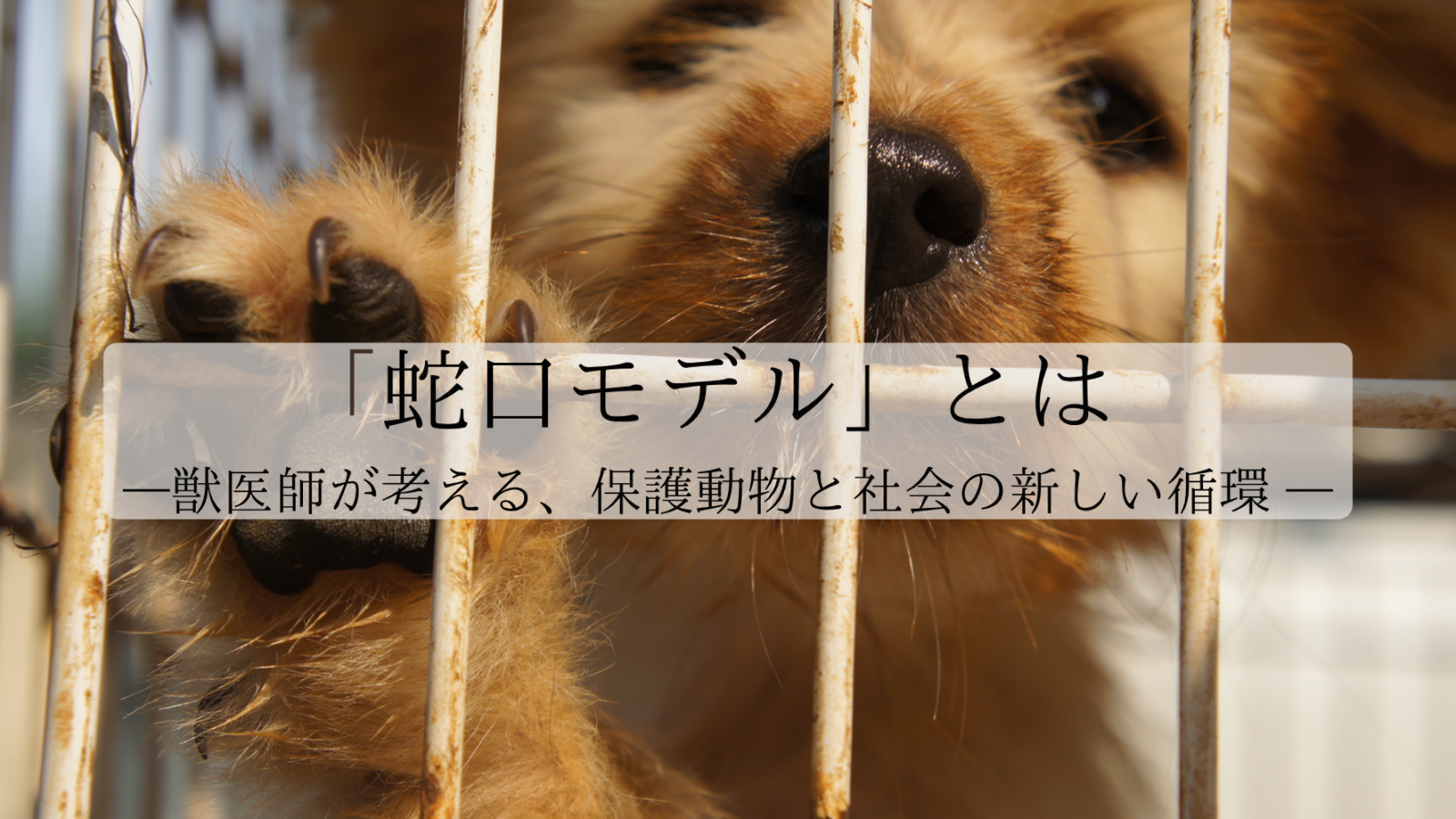 「蛇口モデル」とは——獣医師が考える、保護動物と社会の新しい循環