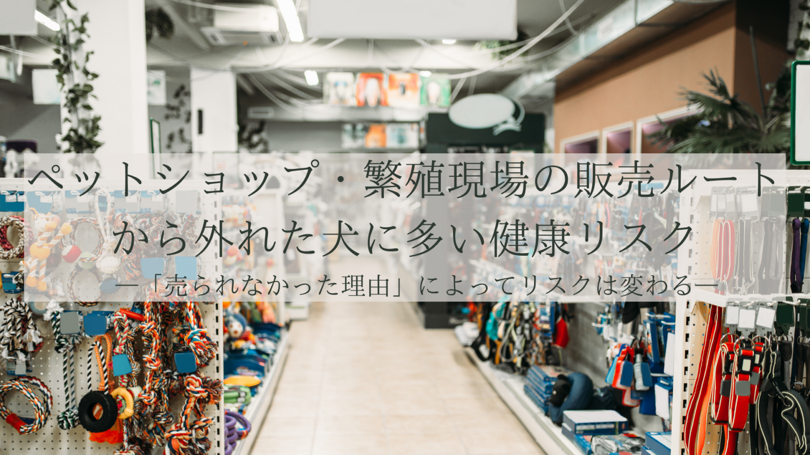 ペットショップ・繁殖現場の販売ルートから外れた犬に多い健康リスク—「売られなかった理由」によってリスクは変わる—