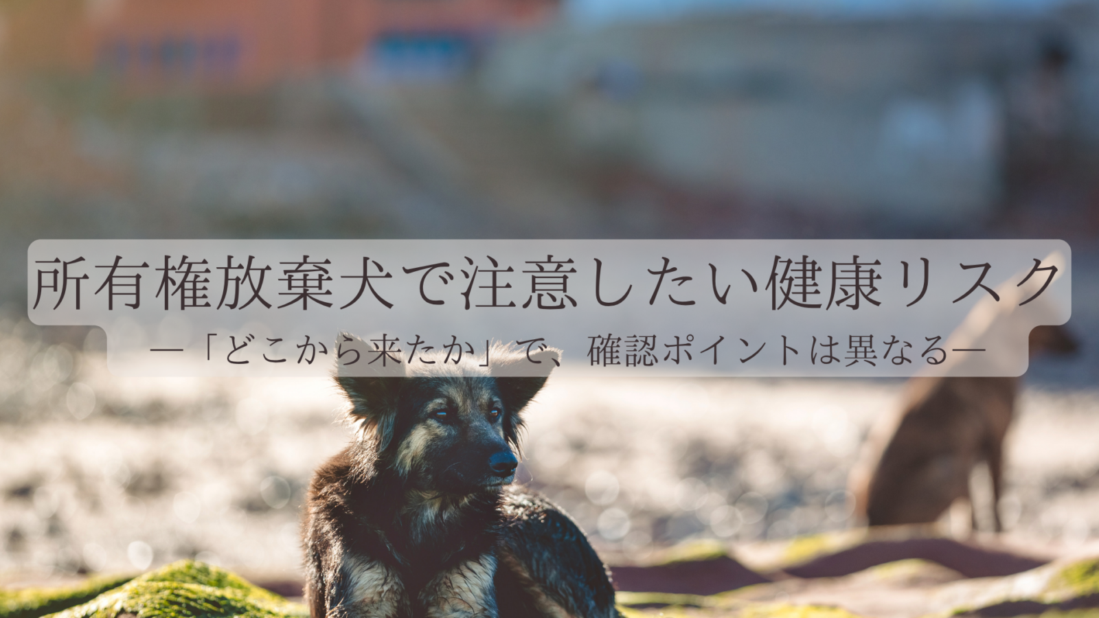 所有権放棄犬で注意したい健康リスク—「どこから来たか」で、確認ポイントは異なる—