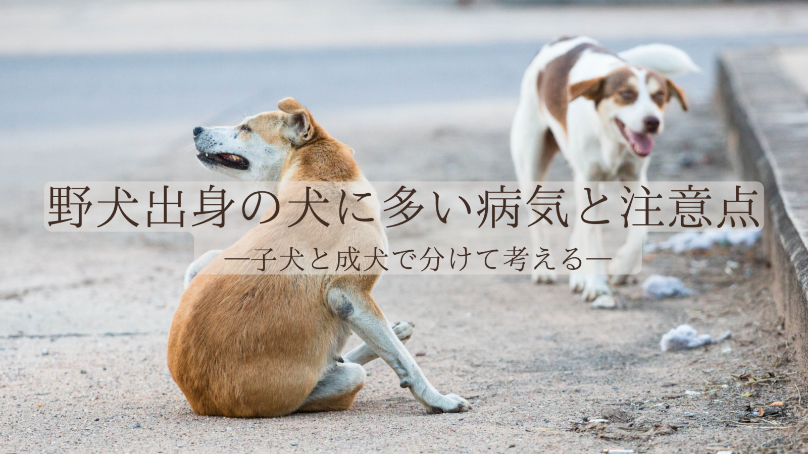 野犬出身の犬に多い病気と注意点—子犬と成犬で分けて考える—