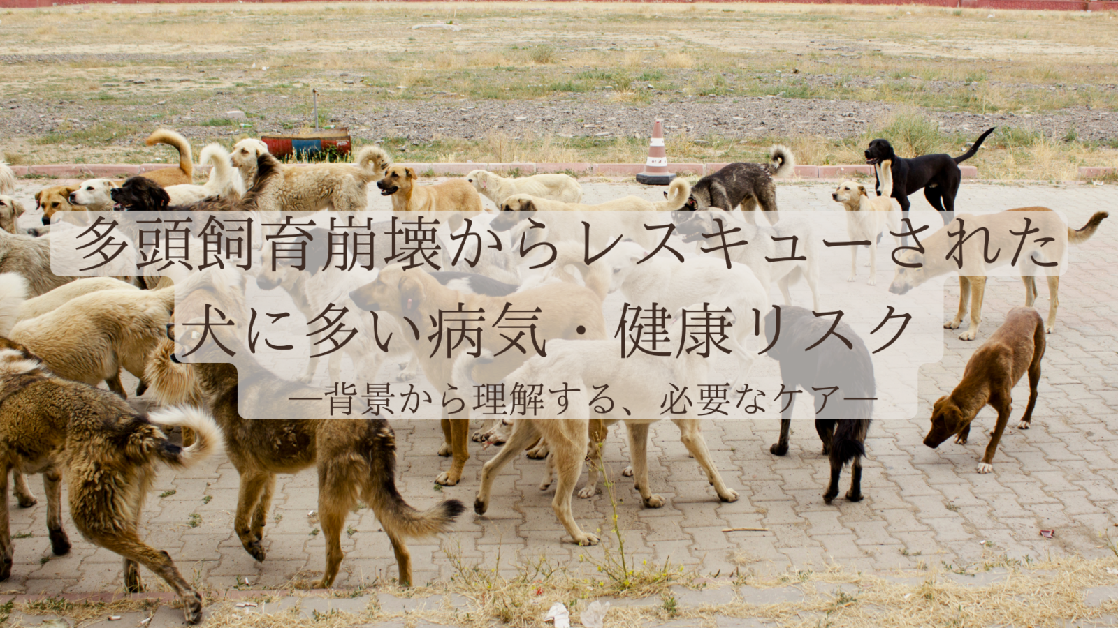 多頭飼育崩壊からレスキューされた犬に多い病気・健康リスク—背景から理解する、必要なケア—