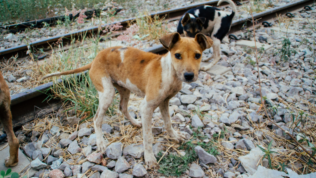 多頭飼育崩壊からレスキューされた犬に多い病気・健康リスク—背景から理解する、必要なケア—