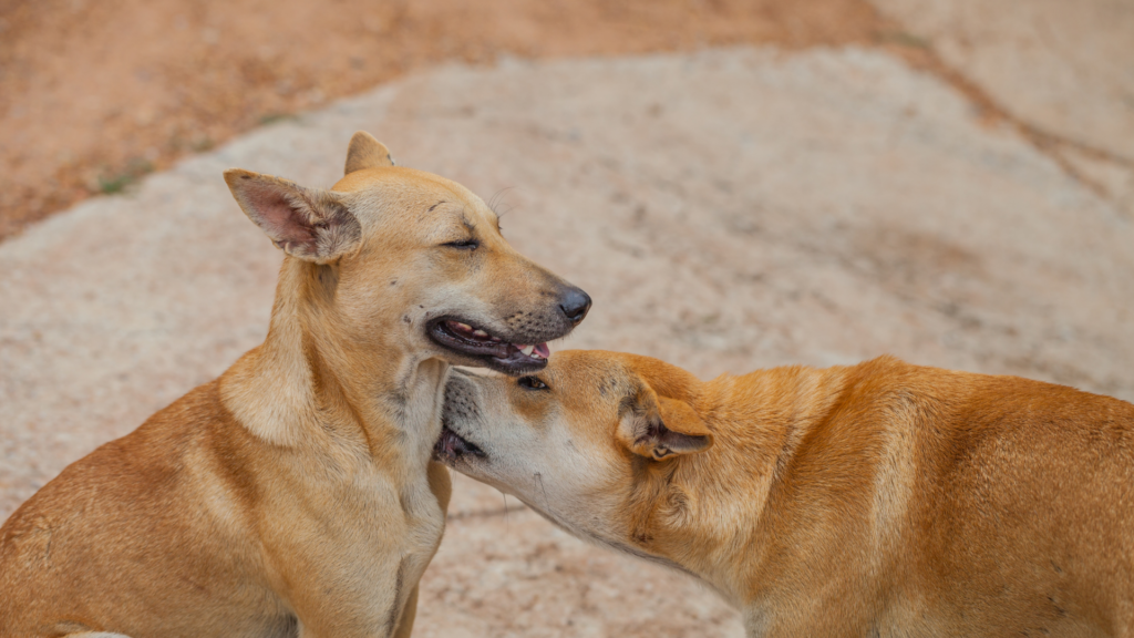 野犬出身の犬に多い病気と注意点—子犬と成犬で分けて考える—