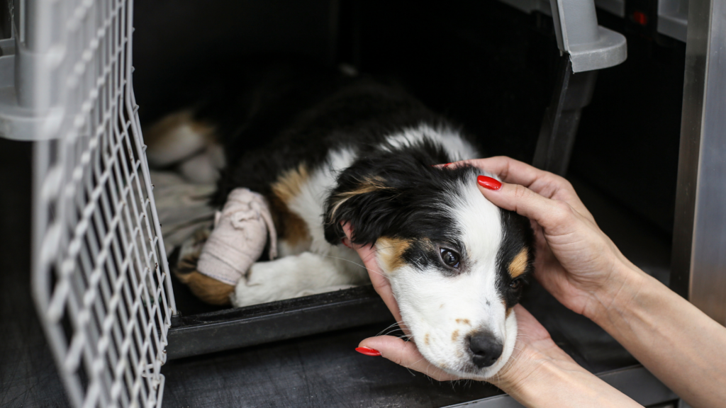 所有権放棄犬で注意したい健康リスク—「どこから来たか」で、確認ポイントは異なる—(図2)