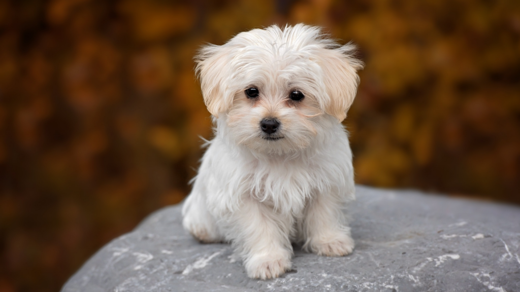ペットショップ・繁殖現場の販売ルートから外れた犬に多い健康リスク—「売られなかった理由」によってリスクは変わる—