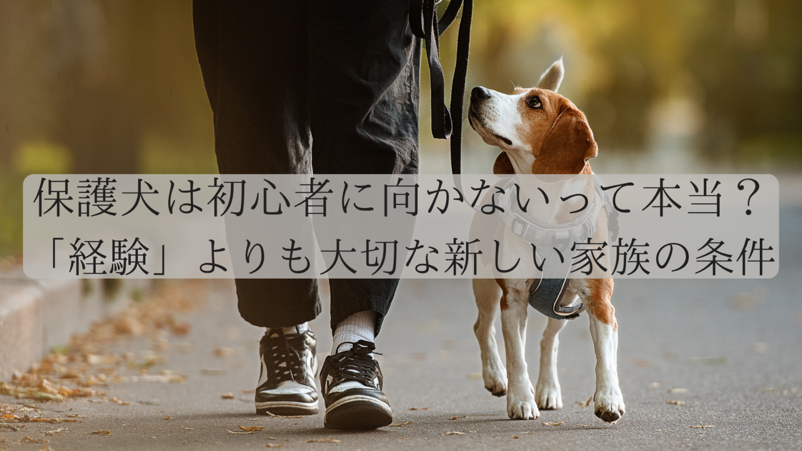 保護犬は初心者に向かないって本当？「経験」よりも大切な新しい家族の条件