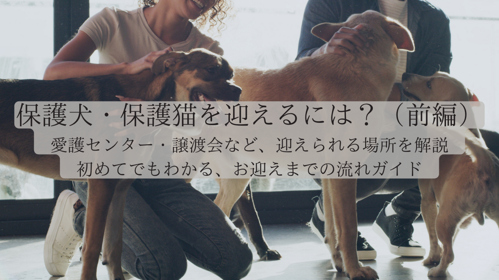 保護犬・保護猫はどこで会える？愛護センター・譲渡会など、迎えられる場所を解説｜初めてでもわかる、お迎えまでの流れガイド（前編）