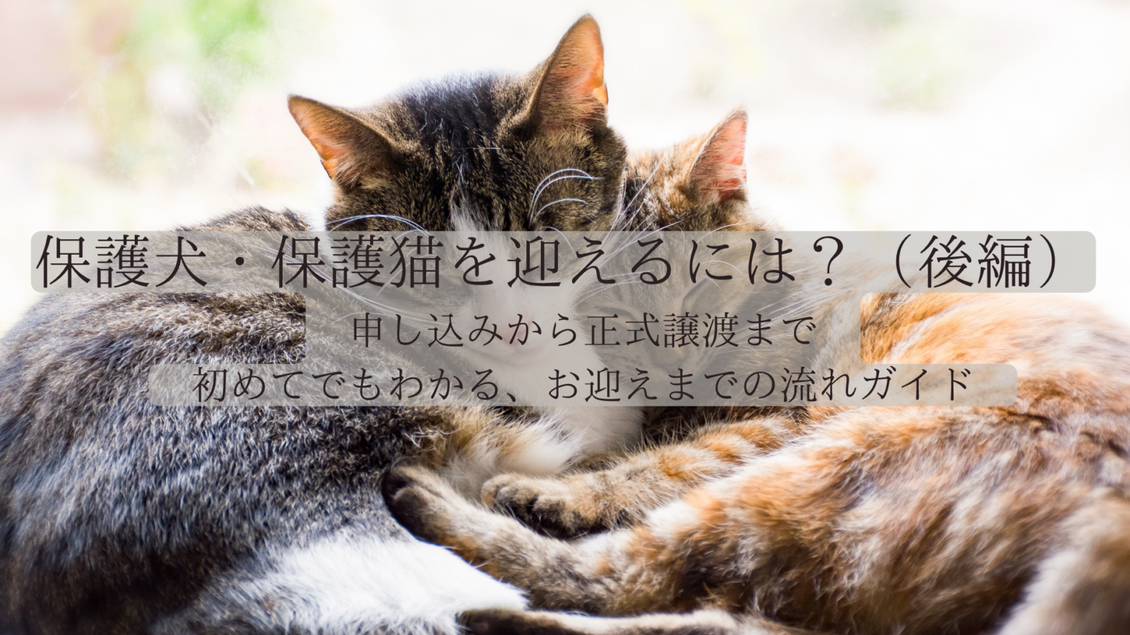 保護犬・保護猫を迎えるには？申し込みから正式譲渡まで｜初めてでもわかる、お迎えまでの流れガイド（後編）