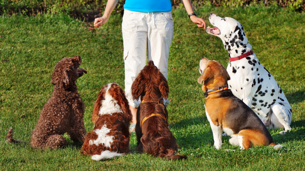 保護犬は初心者に向かないって本当？「経験」よりも大切な新しい家族の条件（図2）