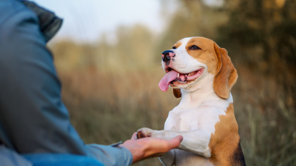 保護犬は初心者に向かないって本当？「経験」よりも大切な新しい家族の条件