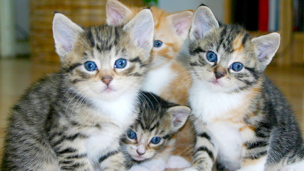 保護犬・保護猫はどこで会える？愛護センター・譲渡会など、迎えられる場所を解説｜初めてでもわかる、お迎えまでの流れガイド（前編）