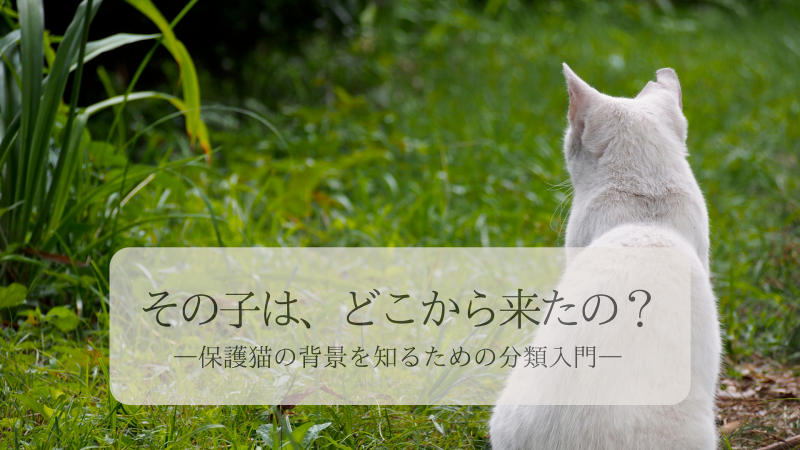 その子は、どこから来たの？—保護猫の背景を知るための分類入門－