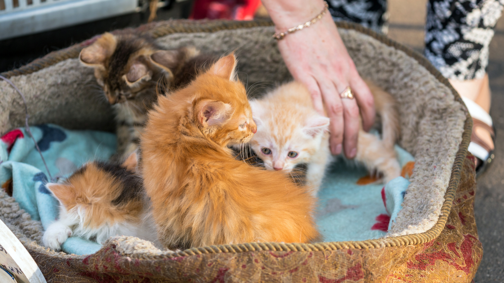 「猫風邪」ってどんな病気？― 子猫に多い理由から、治療・再発まで ―（図2）