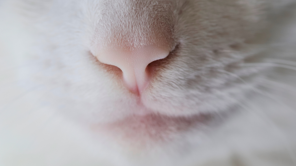 「猫風邪」ってどんな病気？― 子猫に多い理由から、治療・再発まで ―（図3）