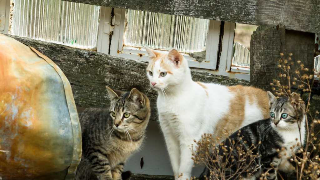 その子は、どこから来たの？—保護猫の背景を知るための分類入門－