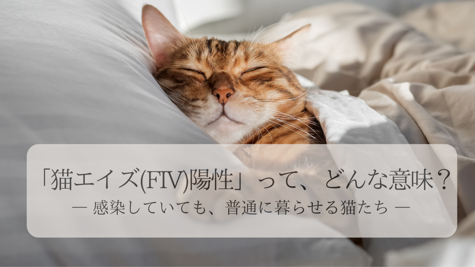 「猫エイズ（FIV）陽性」って、どんな意味？― 感染していても、普通に暮らせる猫たち ―