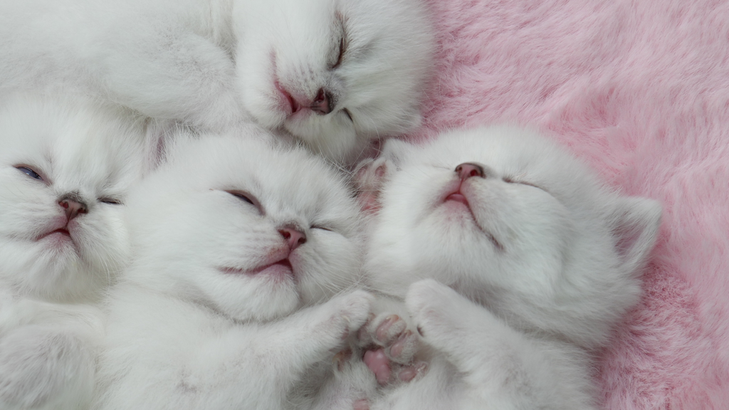 「猫エイズ（FIV）陽性」って、どんな意味？― 感染していても、普通に暮らせる猫たち ―