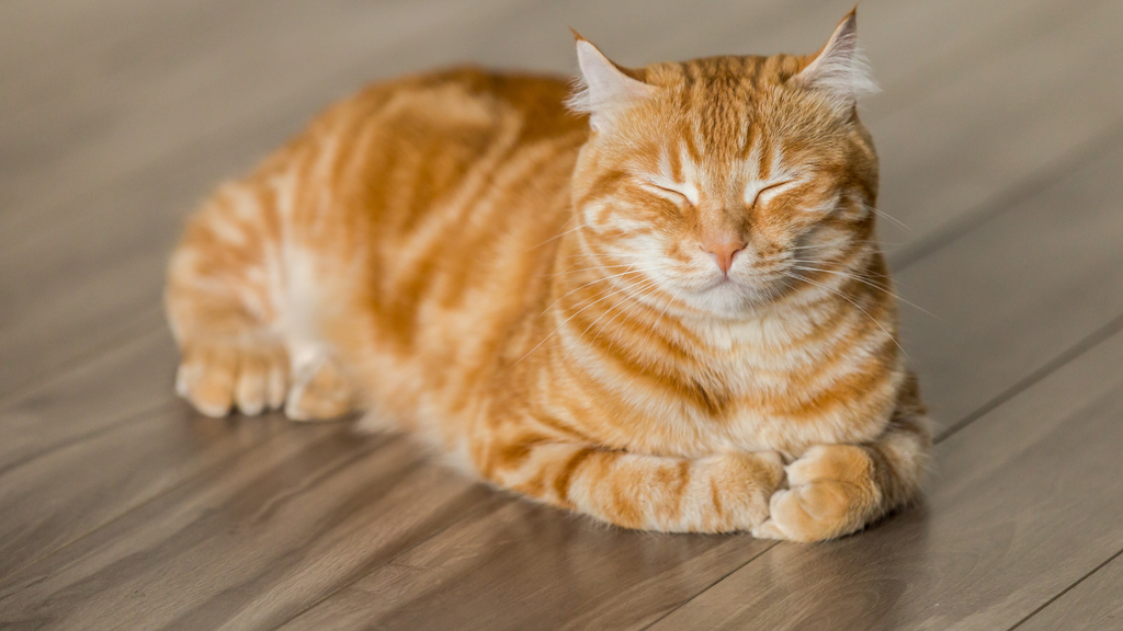 「猫エイズ（FIV）陽性」って、どんな意味？― 感染していても、普通に暮らせる猫たち ―（図2）
