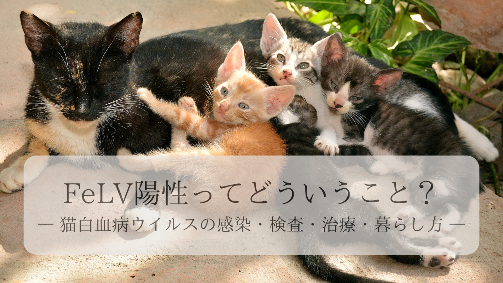 FeLV陽性ってどういうこと？― 猫白血病ウイルスの感染・検査・治療・暮らし方 ―
