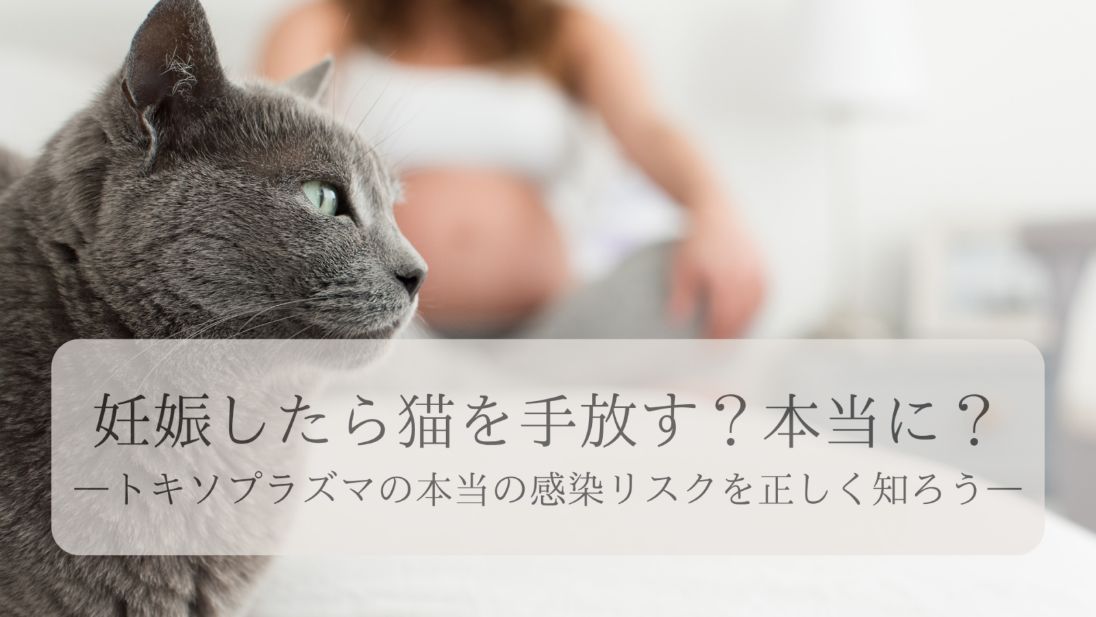 妊娠したら猫を手放す？本当に？―トキソプラズマの本当の感染リスクを正しく知ろう―
