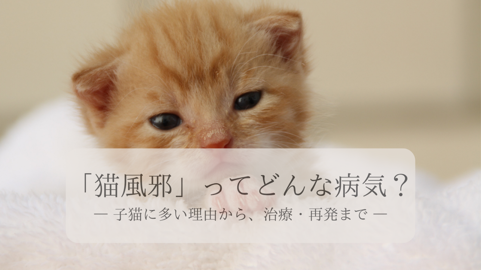 「猫風邪」ってどんな病気？― 子猫に多い理由から、治療・再発まで ―